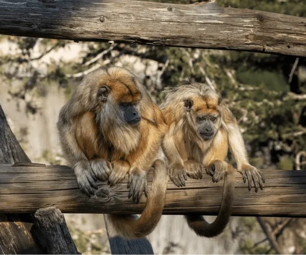 685082f03282d6b19bed1c0f_Middle Image-p-1080