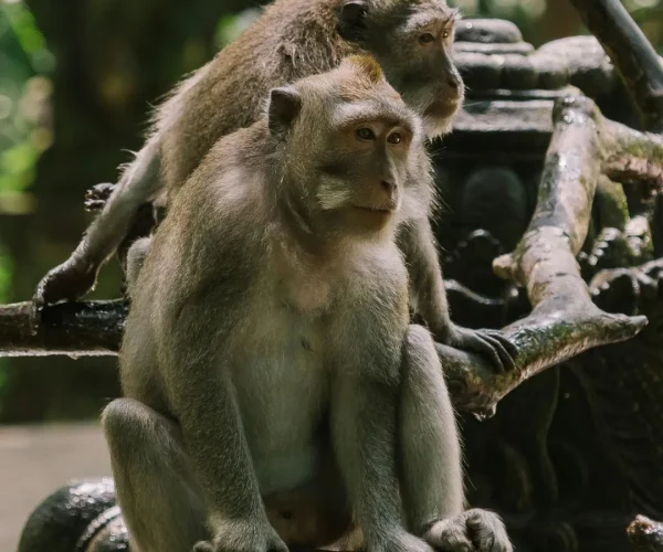 6850952af817d7f366788016_pexels-mikhail-nilov-7709783-p-1080